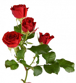 Роза Кустовая Красная