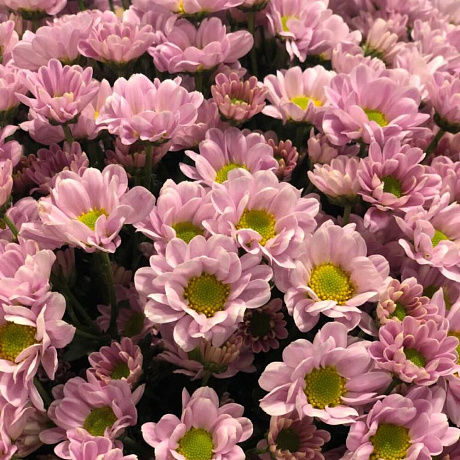 Букет из розовых сантини - Фото 3