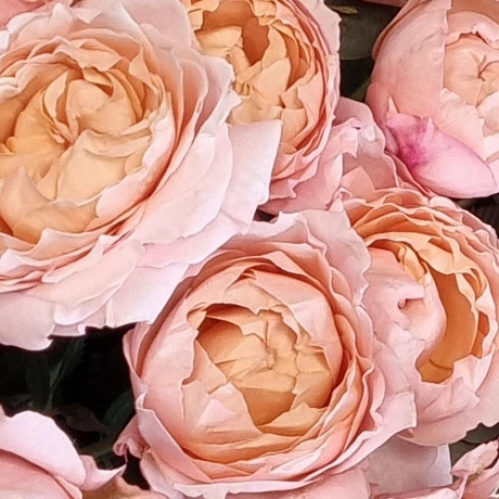 Букет цветов Персиковая бомба - Фото 3