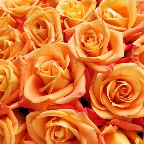 Роза вуду ароматная - Фото 2