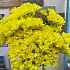 Хризантема кустовая желтая - Фото 3