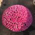 Букет цветов Розовое танго №164 - Фото 4