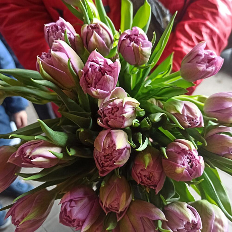 Тюльпаны пионовидные 25шт - Фото 2