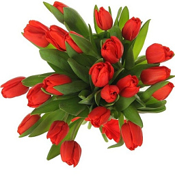 25 красных тюльпанов в розовой коробке шкатулке с рафаэлло №454