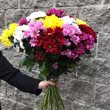 Микс из 25 кустовых хризантем - Фото 4