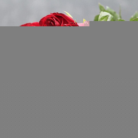 Розы гигант №160