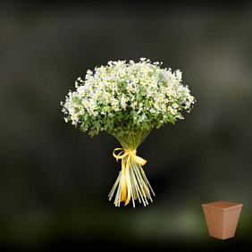 Полевые ромашки №160