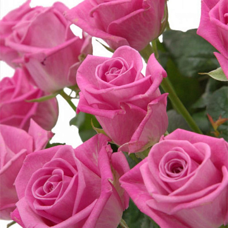 Корзина с цветами из 71 розы - Фото 2