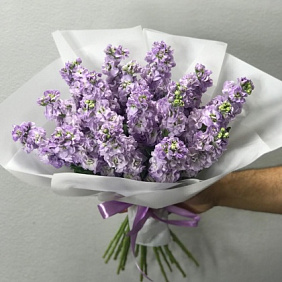 Мотиоло сиреневый