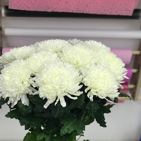 Белоснежная хризантема - Фото 3