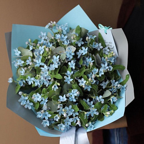 Оксипеталум 19