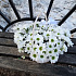 Корзина с хризантемами №160 - Фото 4