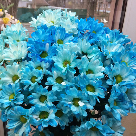 Голубые ромашки цветы - 63 фото