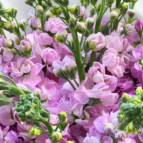 Букет с маттиолы - Фото 4