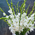 Букет цветов Белое чудо - Фото 2