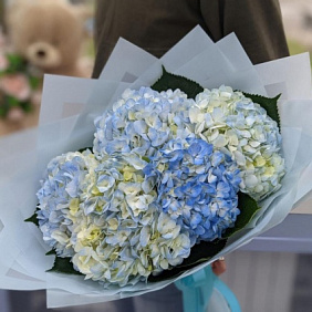 5 голубых гортензии