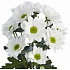 Хризантема кустовая 1ветка - Фото 4