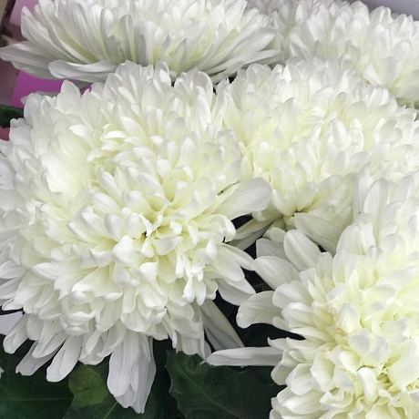 Белоснежная хризантема - Фото 4