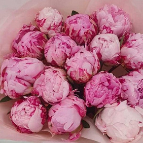 Букет из Пионов "Сара Бернар" 15шт №160