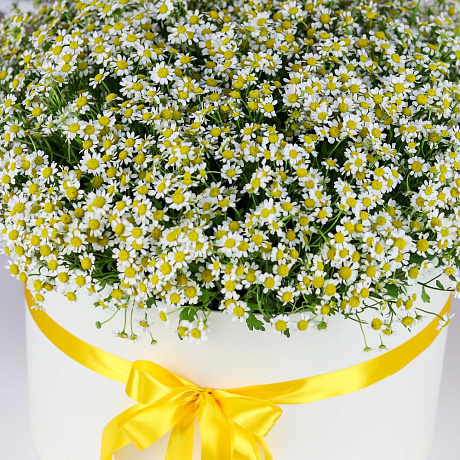 Коробка XXL из 51 ромашки. N826 - Фото 3