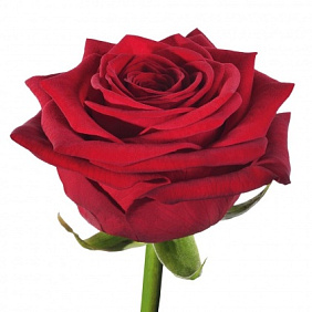 Роза RED NAOMI 70 см