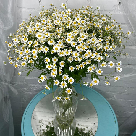 25 танацетума - Фото 2