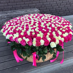 Корзина из 555 роза
