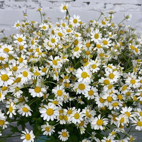 25 танацетума - Фото 4