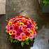 Корзина с цветами Герберы - Фото 2