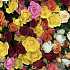 Корзина из 301 кустовой розы - Фото 5