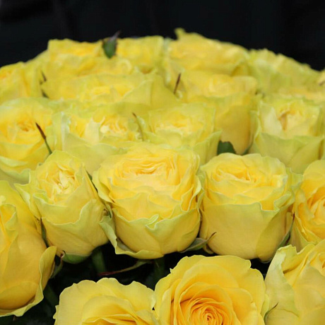 101 желтая роза Премиум - Фото 2