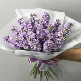 Маттиола голубая