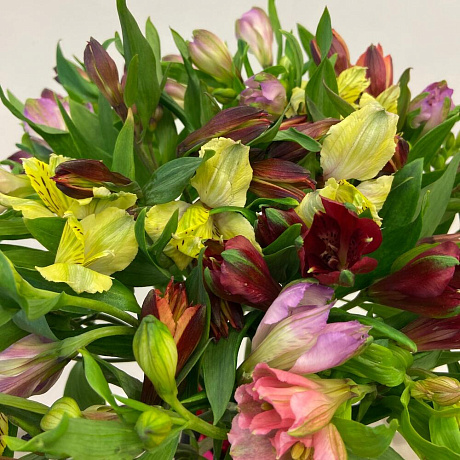 Букет из 15 альстромерий №165 - Фото 5