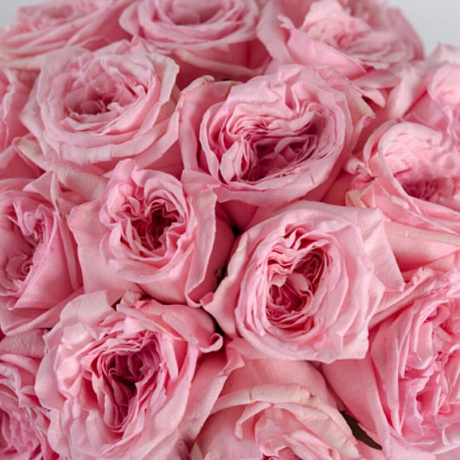 Букет 21 пионовидная роза Pink O Hara - Фото 3