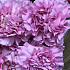 Цветок Dianthus нежно розовый - Фото 3