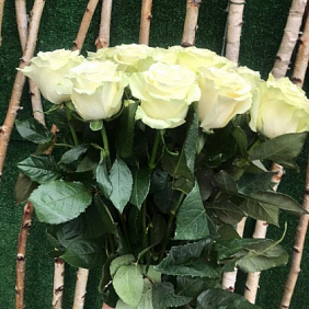 Роза Мондиал 15 шт