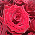 Шикарная эквадорская роза 17 шт - Фото 5