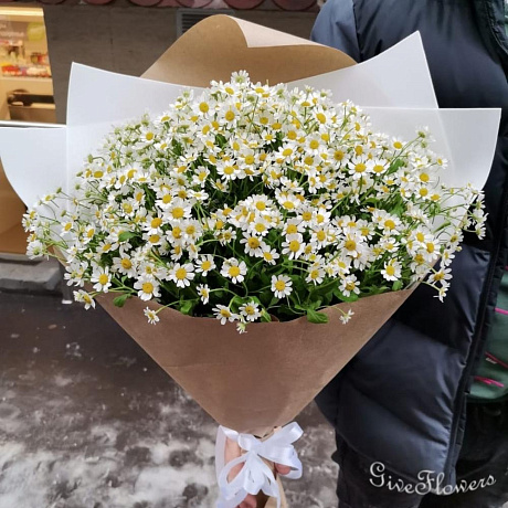 Букет из 25 кустовых ромашек - Фото 2