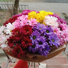 Хризантема микс 15