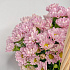 Корзина розовых ромашек - Фото 5