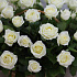 51 белая роза в корзине (Голландия) - Фото 3