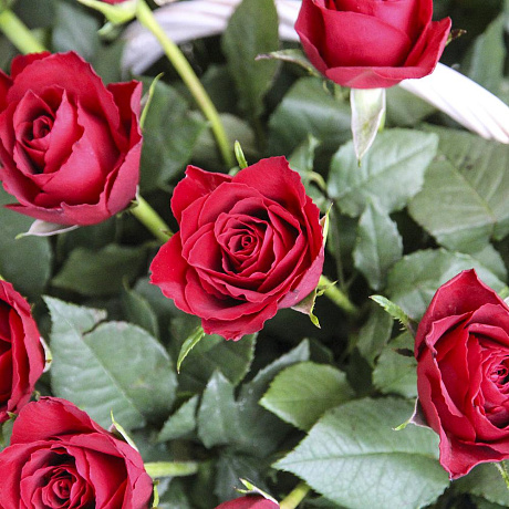 51 красная роза в корзине - Фото 3