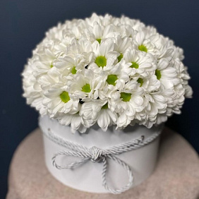 Ромашка №162