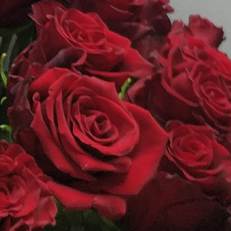 Шикарная эквадорская роза  35 шт - Фото 5