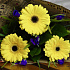 Желтые герберы и синие ирисы - Фото 6