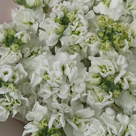 Букет из белоснежной маттиолы - Фото 6