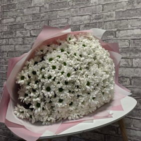 51 кустовая хризантема