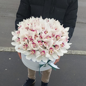 51 белая Орхидея в Коробке
