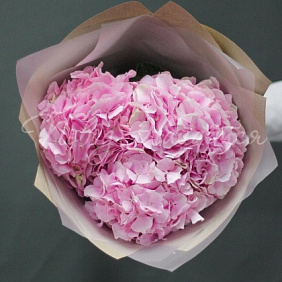 Букет Розовая Гортензия №170