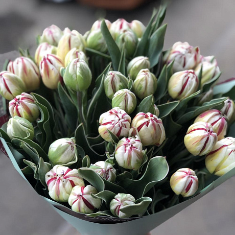 Пионовидные тюльпаны 51 шт - Фото 3